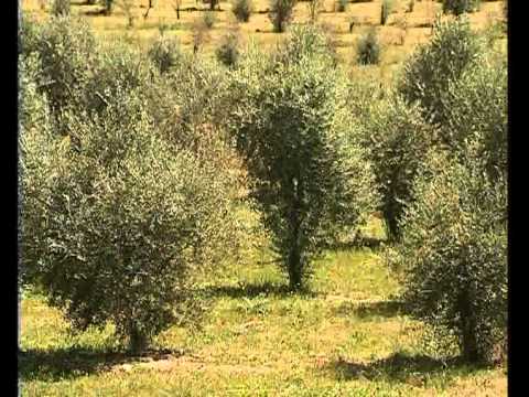 Ref: TRGR20180110001 – Consultora griega que trabaja con productores de aceituna y aceite de oliva busca soluciones avanzadas en todas las fases de producción de aceite de oliva