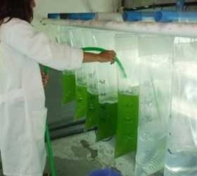 Oferta Tecnológica: Tecnología de selección de cepas de algas muy eficientes que contienen lípidos para producir biodiésel