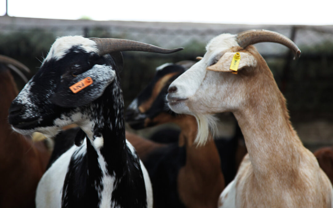 Ref: TRHR20150903001 – Tecnología de producción de complementos alimenticios basados en suero de cabra