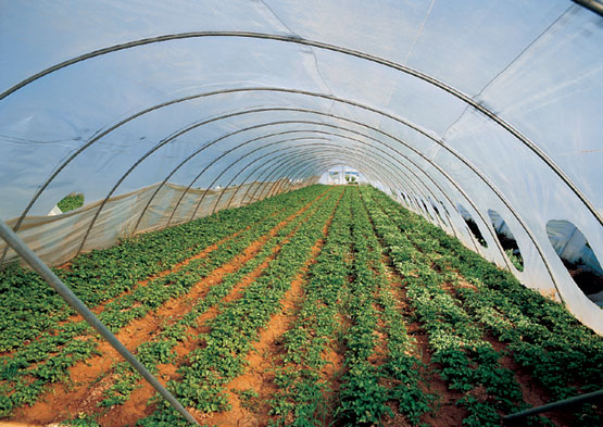 Ref: TORU20160621001 – Tecnología de cultivo de vegetales orgánicos en invernadero