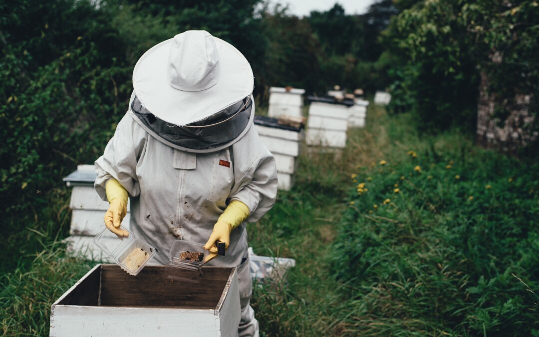 Ref. BOFR20180718003 Desarrollador francés de un dispositivo inteligente para monitorizar abejas y colmenas busca distribuidores y agentes comerciales
