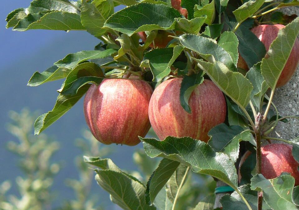 Ref: TOUK20190919001 – Solución basada en drones para predecir con exactitud la productividad de las cosechas de árboles frutales, como manzanos