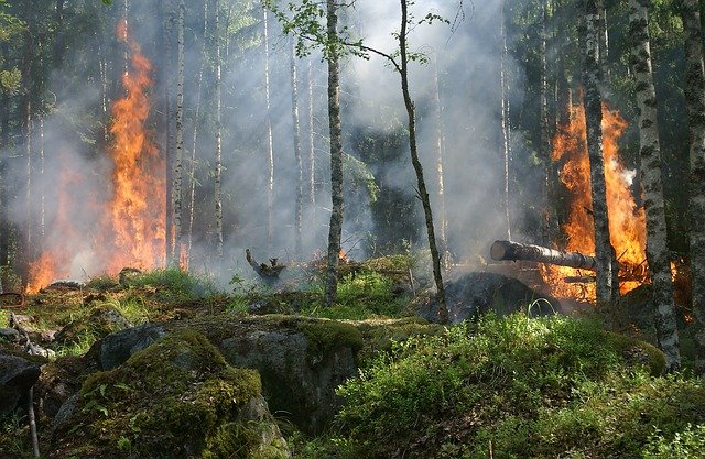 Ref. TOIT20210607002 Compañía italiana busca probadores piloto para un sistema de apoyo a la toma de decisiones en el control y la gestión de incendios forestales