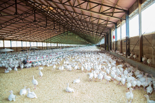 Ref. TRCN20210705001 Instituto chino de investigación avícola busca expertos en la industria avícola de Europa a través de un acuerdo de cooperación técnica