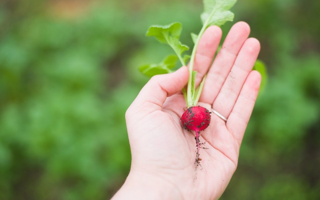 Ref.TOFR20250916018.Start-up francesa especializada en mecanoquímica para materiales de origen vegetal busca colaboraciones industriales y tecnológicas.