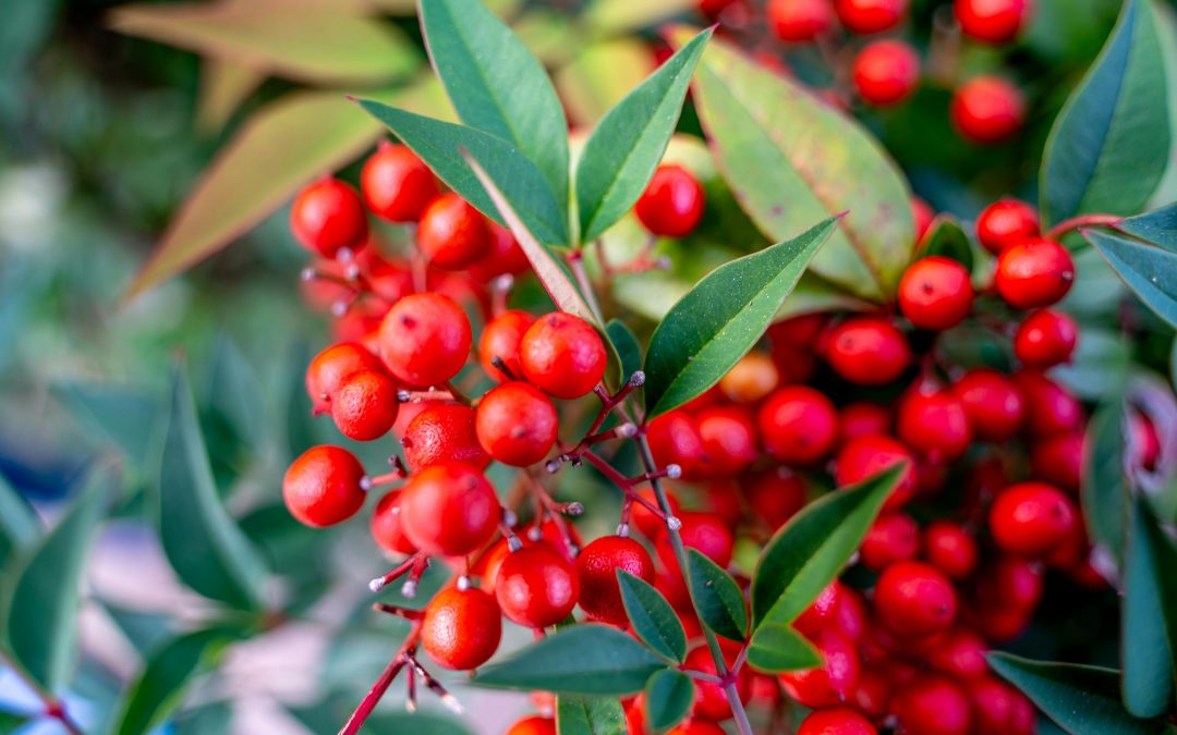 Ref. BRLT20251111010 Empresa alimentaria lituana busca productores o proveedores de polvo de bayas orgánicas deshidratadas al aire para trabajar bajo un acuerdo comercial.